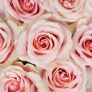 Paris Pink Rose