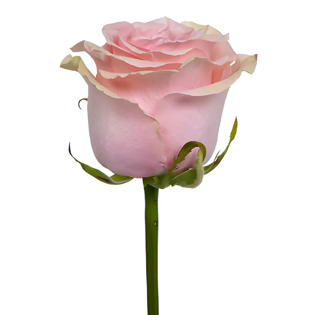 Paris Pink Rose