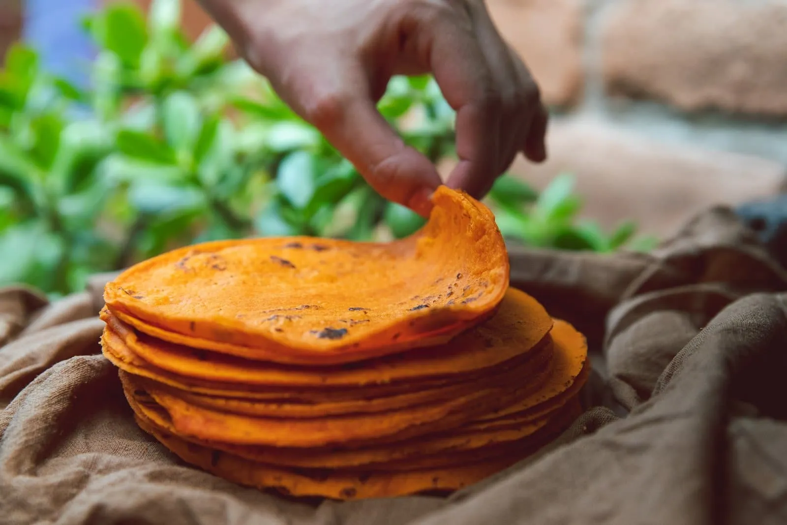 Red Chile Corn Tortillas